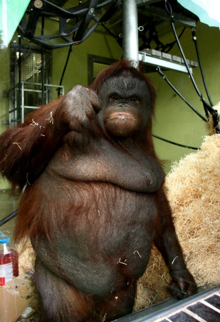 Orang2.jpg