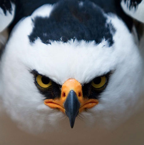 hawk.jpg